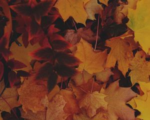 Preview wallpaper leaves, autumn, yellow, fallen leaves