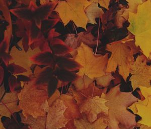 Preview wallpaper leaves, autumn, yellow, fallen leaves