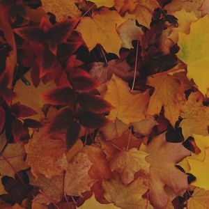 Preview wallpaper leaves, autumn, yellow, fallen leaves