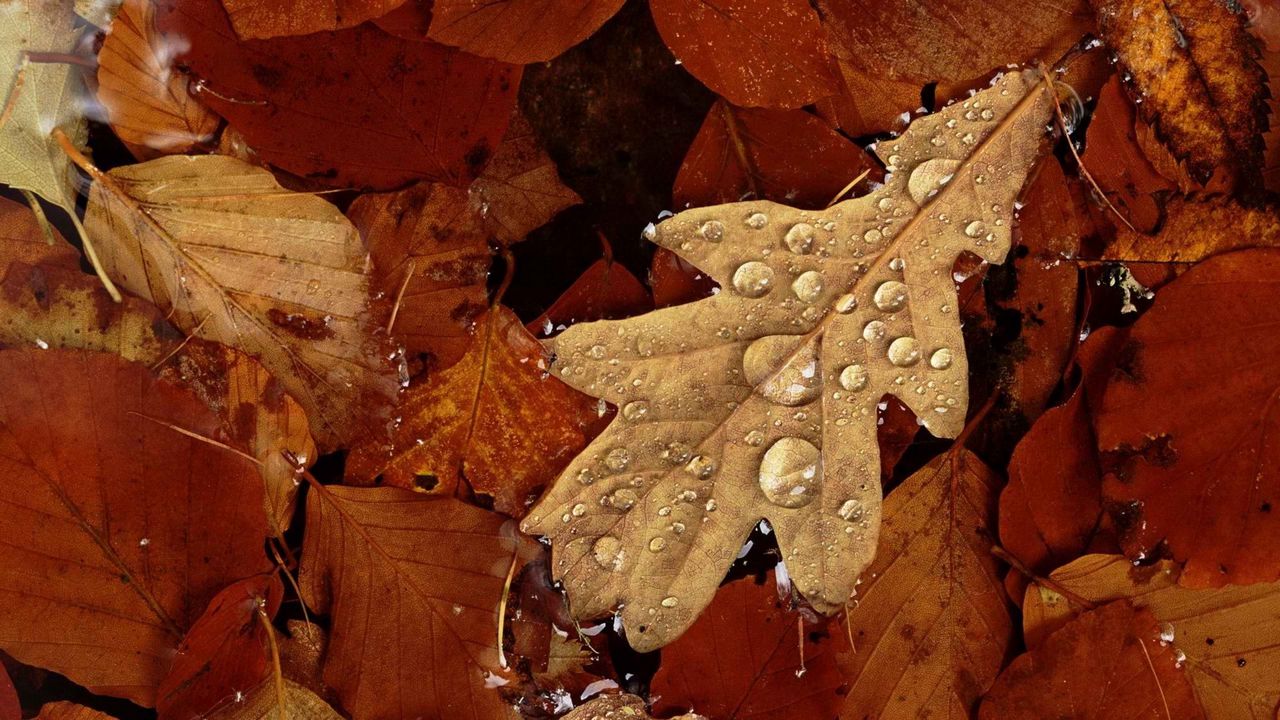 Wallpaper leaves, autumn, yellow, dry, wet, drops