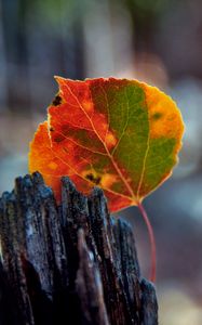 Preview wallpaper leaves, bark, wood, stain, fall