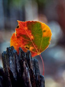 Preview wallpaper leaves, bark, wood, stain, fall