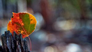 Preview wallpaper leaves, bark, wood, stain, fall