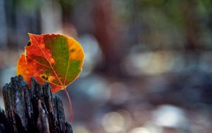 Preview wallpaper leaves, bark, wood, stain, fall