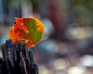 Preview wallpaper leaves, bark, wood, stain, fall