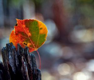 Preview wallpaper leaves, bark, wood, stain, fall