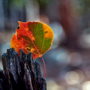 Preview wallpaper leaves, bark, wood, stain, fall