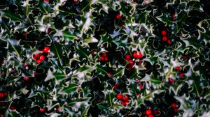 Preview wallpaper leaves, berries, plant, green, red