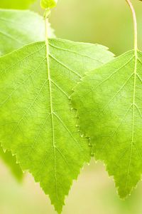 Preview wallpaper leaves, birch, light, summer, bright