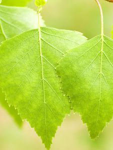 Preview wallpaper leaves, birch, light, summer, bright