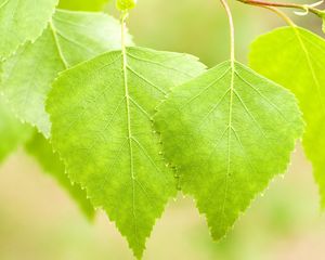 Preview wallpaper leaves, birch, light, summer, bright