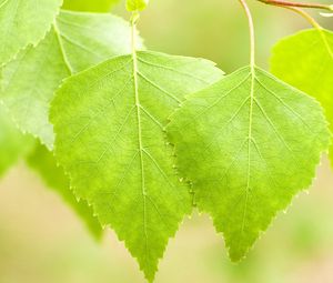 Preview wallpaper leaves, birch, light, summer, bright