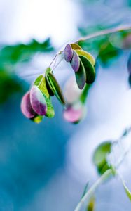 Preview wallpaper leaves, blue, close up, pink