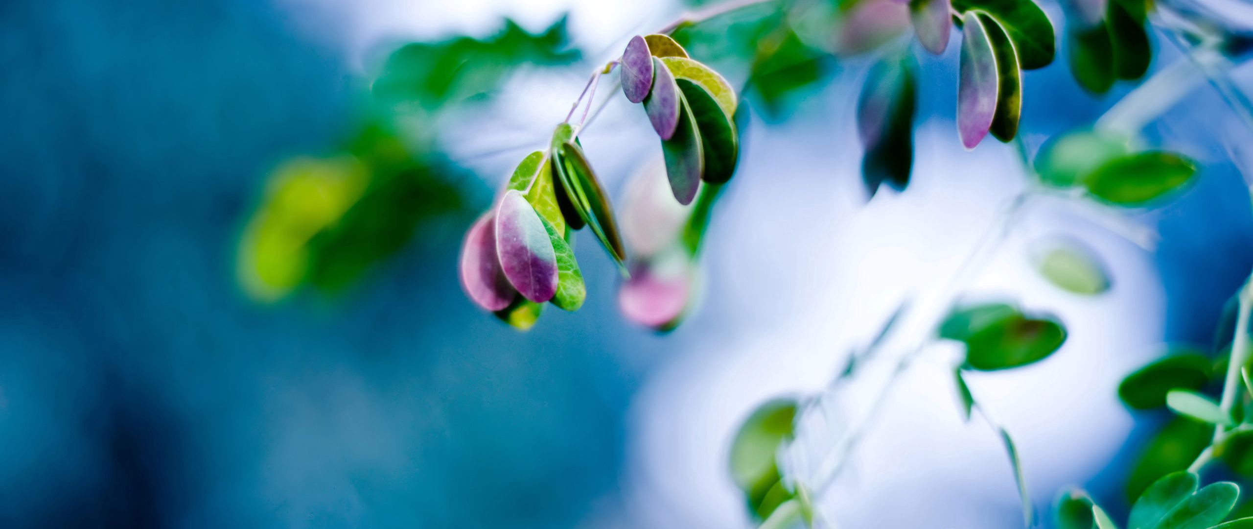 Download wallpaper 2560x1080 leaves, blue, close up, pink dual wide ...