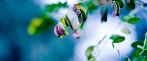 Preview wallpaper leaves, blue, close up, pink