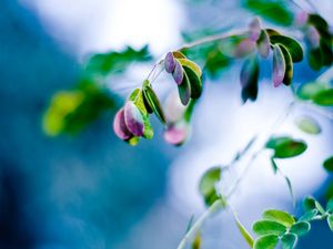 Preview wallpaper leaves, blue, close up, pink