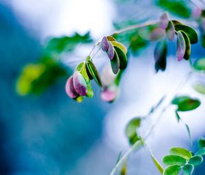 Preview wallpaper leaves, blue, close up, pink