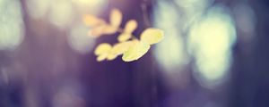 Preview wallpaper leaves, blur, bokeh