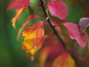 Preview wallpaper leaves, blur, branch, macro