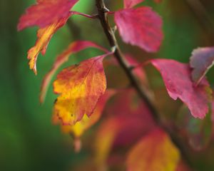 Preview wallpaper leaves, blur, branch, macro