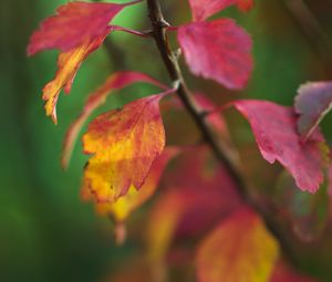 Preview wallpaper leaves, blur, branch, macro