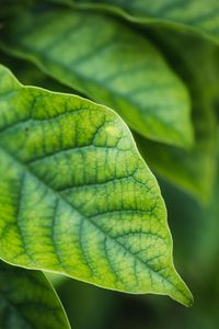 Preview wallpaper leaves, blur, green, macro