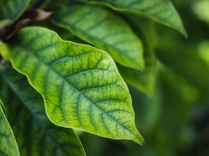 Preview wallpaper leaves, blur, green, macro