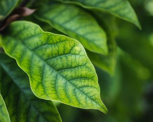 Preview wallpaper leaves, blur, green, macro