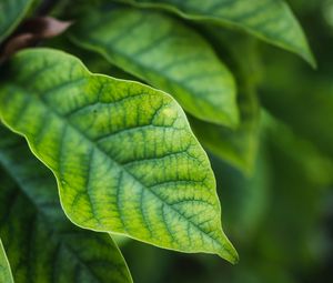 Preview wallpaper leaves, blur, green, macro