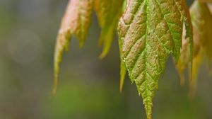 Preview wallpaper leaves, blur, macro, green