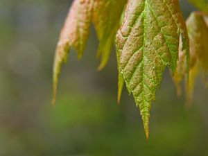 Preview wallpaper leaves, blur, macro, green