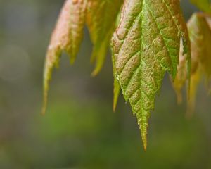 Preview wallpaper leaves, blur, macro, green