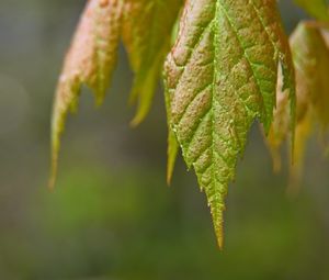 Preview wallpaper leaves, blur, macro, green