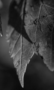 Preview wallpaper leaves, blur, pattern, bw