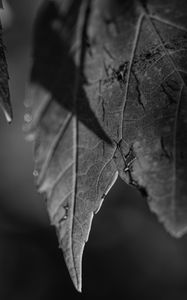 Preview wallpaper leaves, blur, pattern, bw