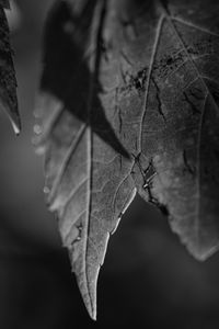 Preview wallpaper leaves, blur, pattern, bw