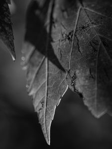 Preview wallpaper leaves, blur, pattern, bw