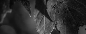 Preview wallpaper leaves, blur, pattern, bw