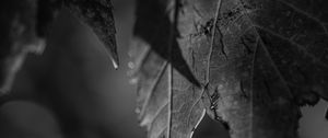 Preview wallpaper leaves, blur, pattern, bw