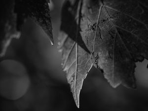 Preview wallpaper leaves, blur, pattern, bw