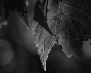 Preview wallpaper leaves, blur, pattern, bw