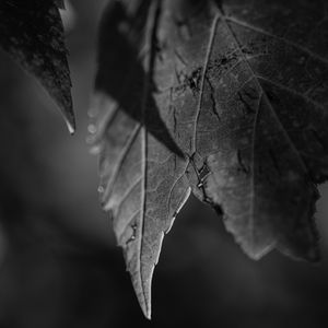 Preview wallpaper leaves, blur, pattern, bw