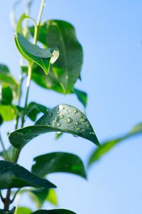 Preview wallpaper leaves, blur, water, plant