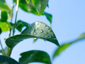 Preview wallpaper leaves, blur, water, plant