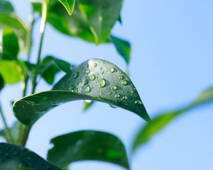 Preview wallpaper leaves, blur, water, plant