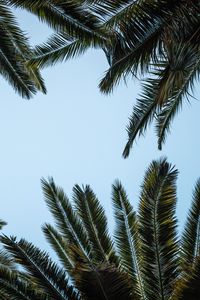 Preview wallpaper leaves, bottom view, palm trees