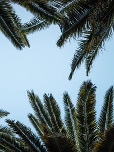 Preview wallpaper leaves, bottom view, palm trees