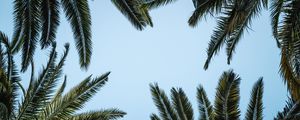 Preview wallpaper leaves, bottom view, palm trees