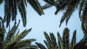 Preview wallpaper leaves, bottom view, palm trees