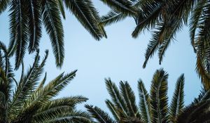 Preview wallpaper leaves, bottom view, palm trees